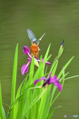 カキツバタとカワセミ