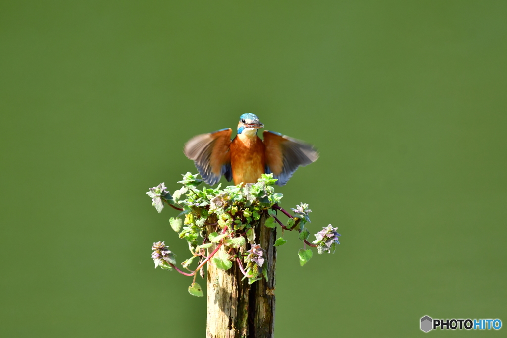姫踊子草とカワセミ