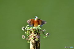 姫踊子草とカワセミ