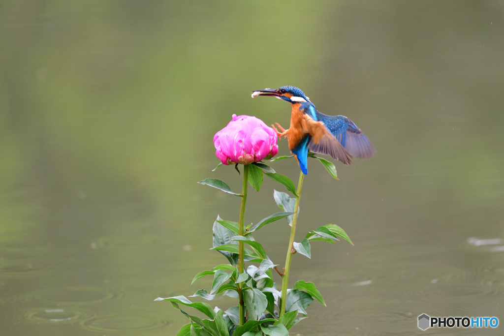 シャクヤクとカワセミ