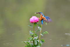 シャクヤクとカワセミ