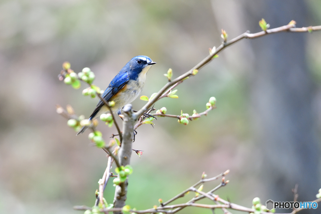 ボケの木とルリビタキ
