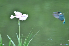 花ショウブとカワセミ
