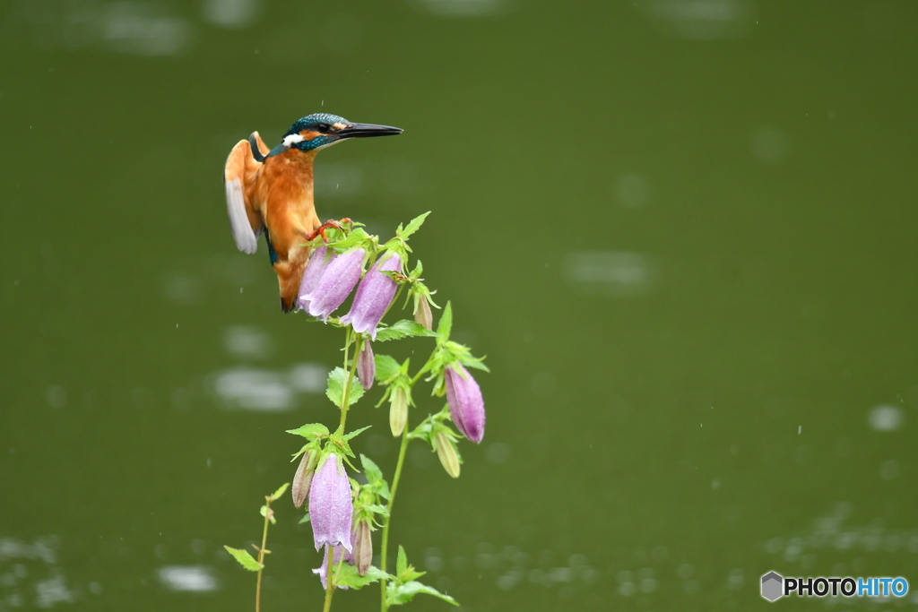 ホタルブクロとカワセミ