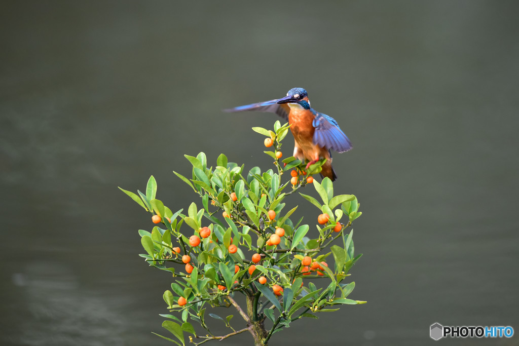 キンズとカワセミ