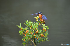 キンズとカワセミ