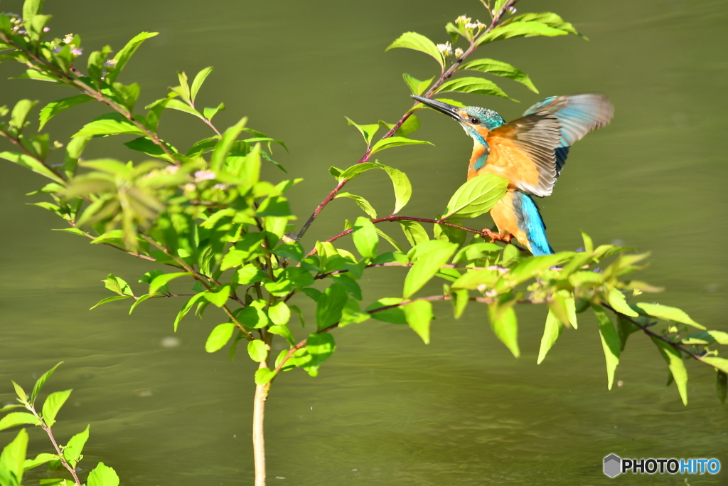 紫式部とカワセミ