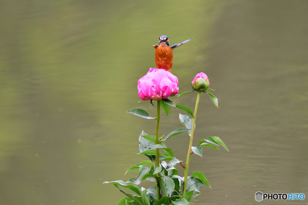 シャクヤクとカワセミ