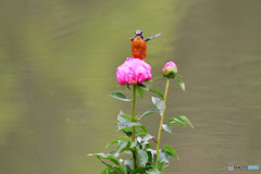 シャクヤクとカワセミ