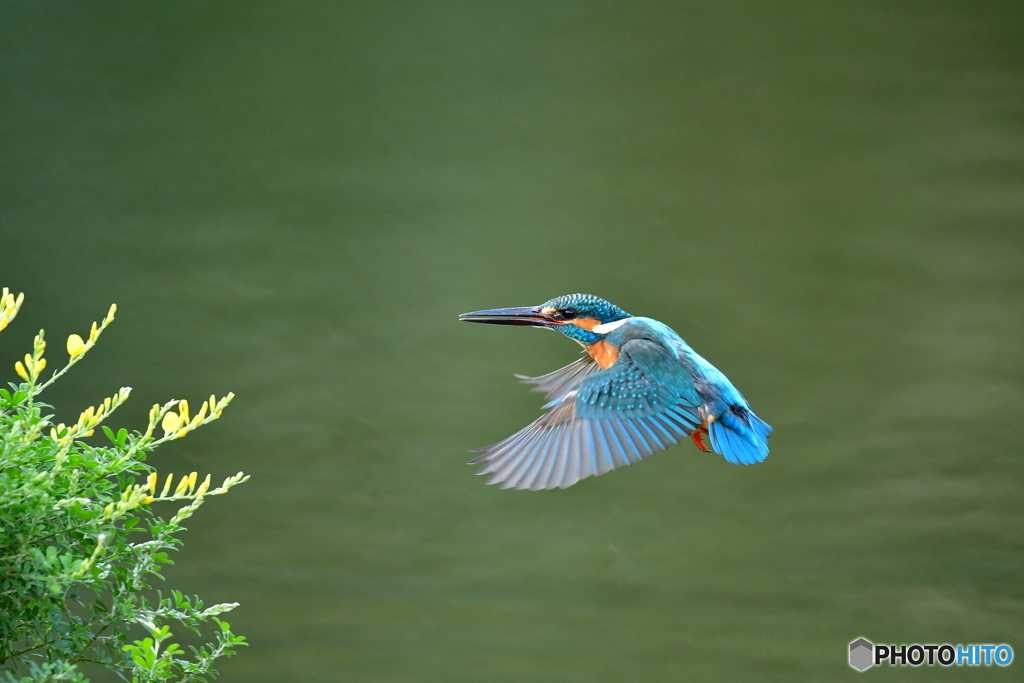 エニシダとカワセミ