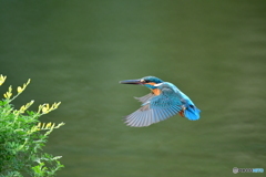 エニシダとカワセミ