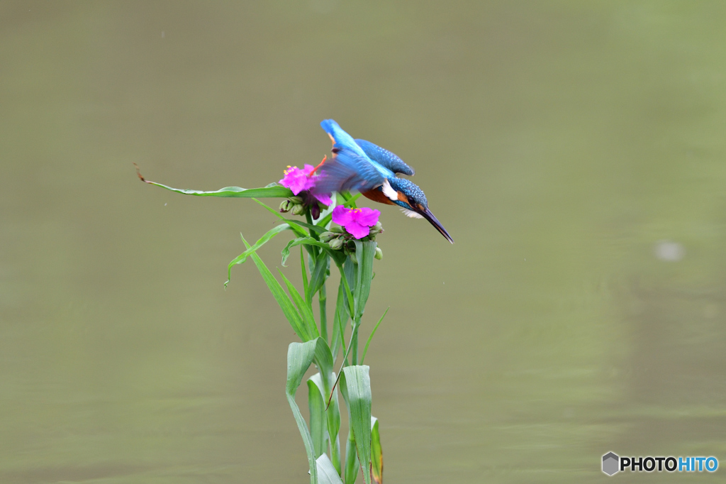 ツユクサとカワセミ