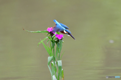 ツユクサとカワセミ