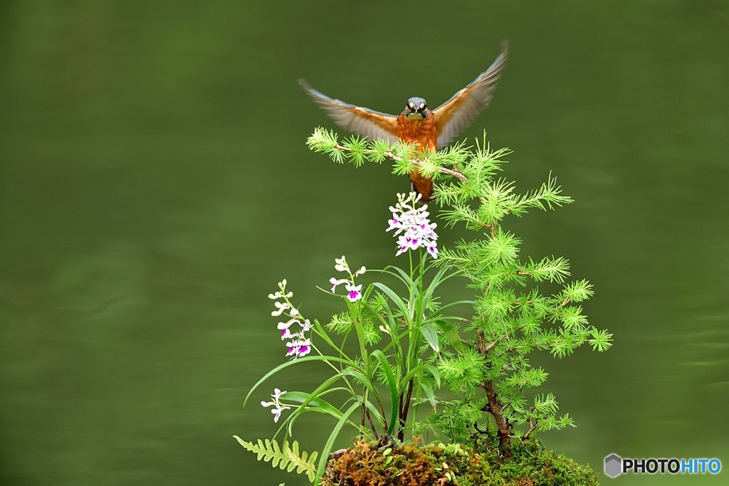 カラ松とカワセミ