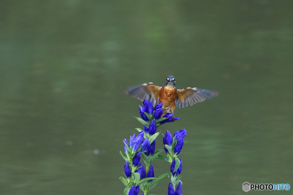 リンドウとカワセミ