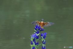 リンドウとカワセミ