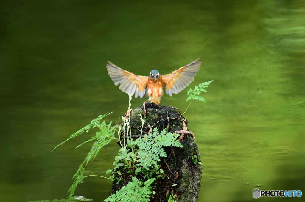 山野草とカワセミ