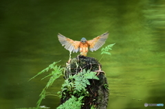 山野草とカワセミ