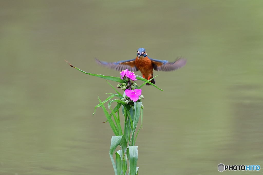 ツユクサとカワセミ