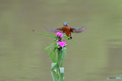 ツユクサとカワセミ