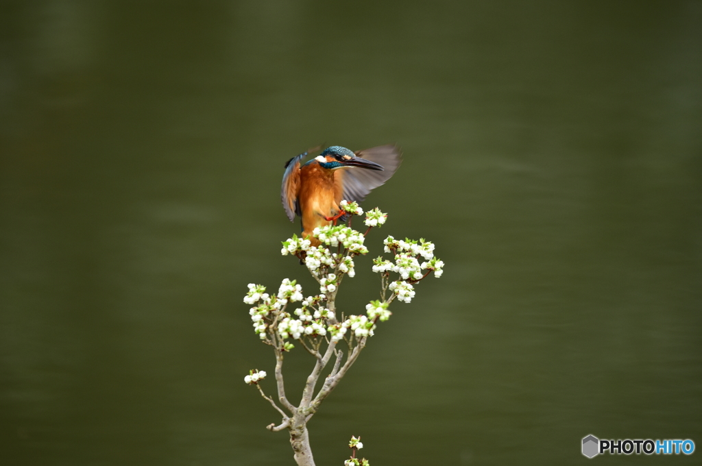 ドウタンツツジとカワセミ