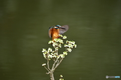 ドウタンツツジとカワセミ