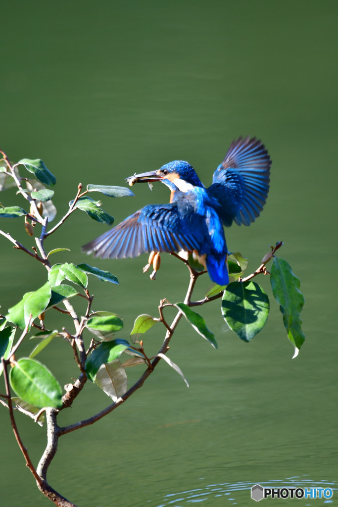 グミとカワセミ