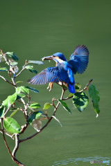 グミとカワセミ