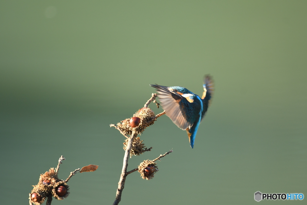 ドングリとカワセミ