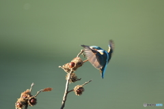 ドングリとカワセミ