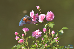 バラとカワセミ