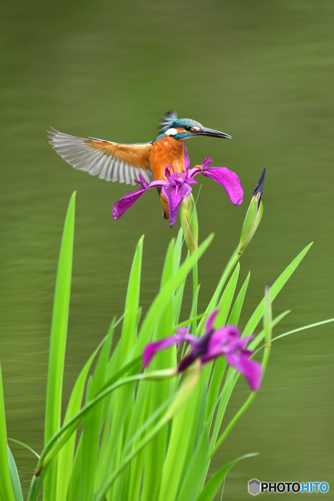 カキツバタとカワセミ