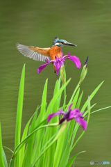 カキツバタとカワセミ