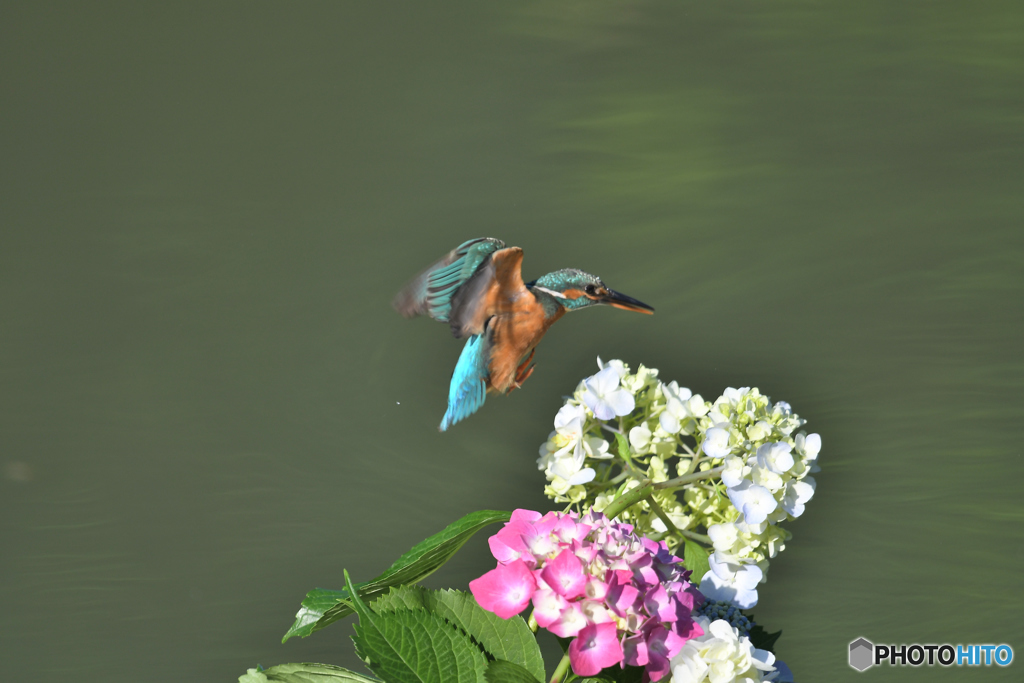 アジサイとカワセミ