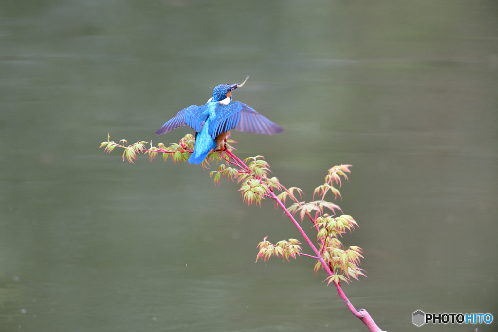 紅葉とカワセミ