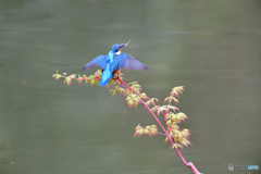 紅葉とカワセミ