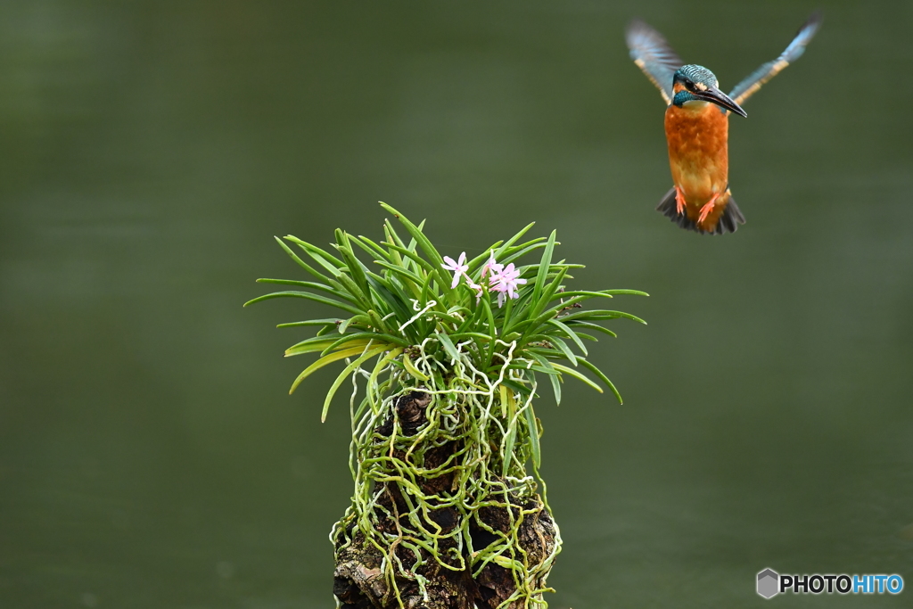 富貴蘭とカワセミ