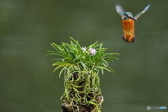 富貴蘭とカワセミ