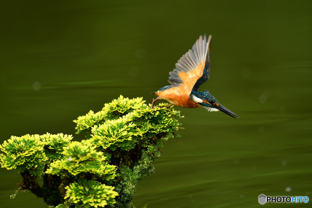 岩松とカワセミ