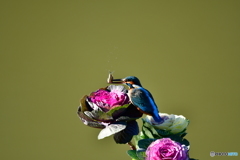 葉牡丹とカワセミ