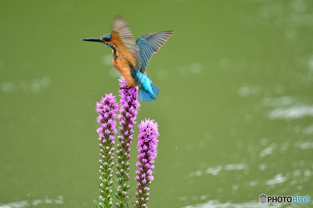 リアトリスとカワセミ