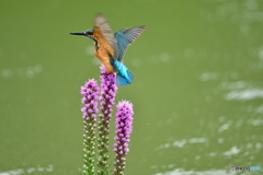 リアトリスとカワセミ