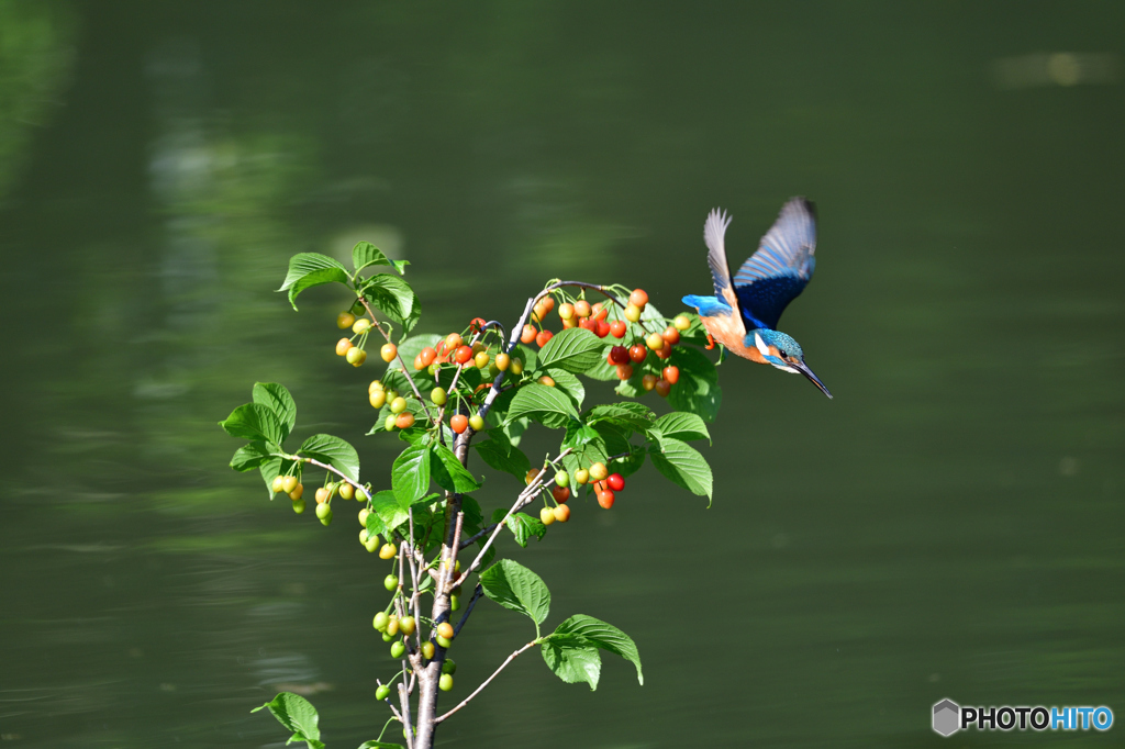 サクランボとカワセミ