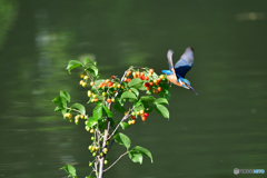 サクランボとカワセミ