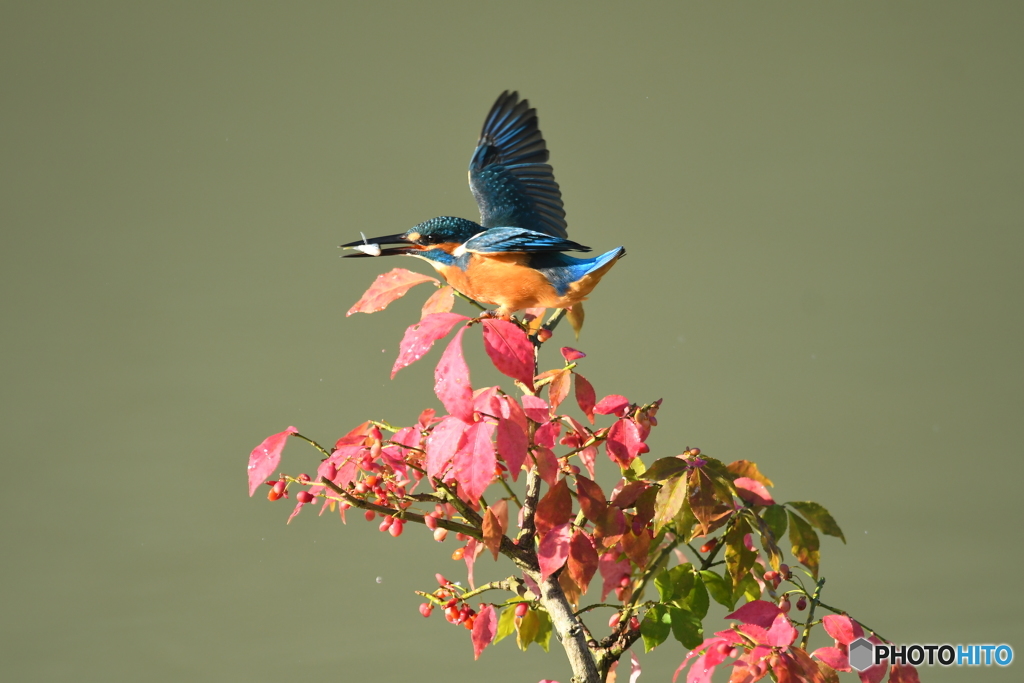 マユミとカワセミ