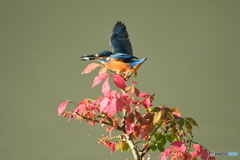 マユミとカワセミ