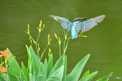 ヒオウギとカワセミ