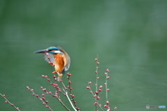 紅梅とカワセミ