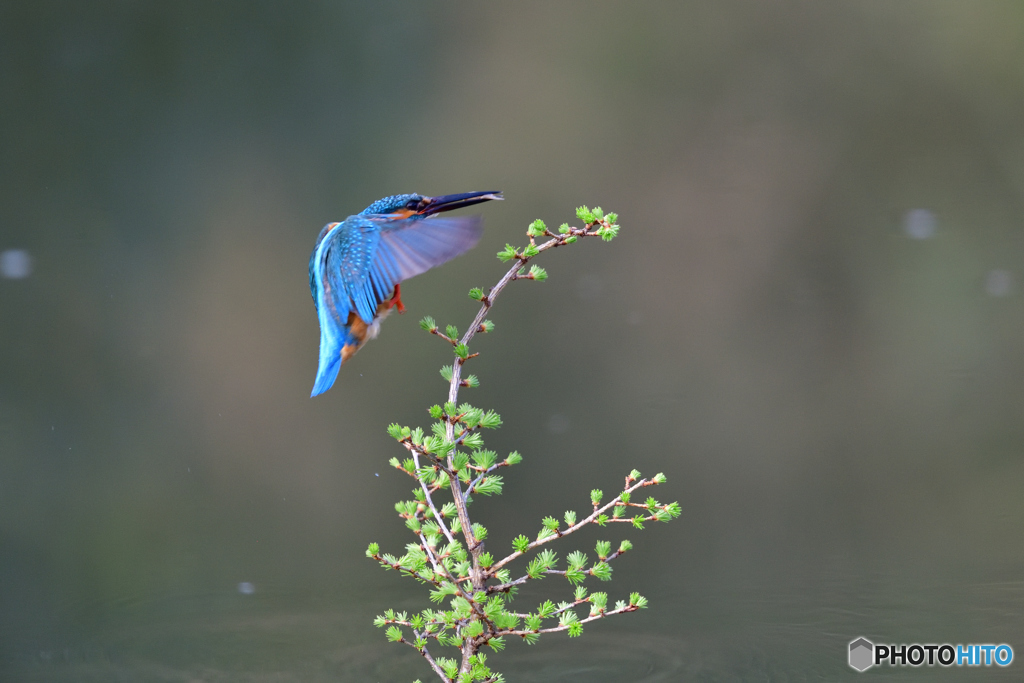 カラマツとカワセミ
