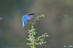 カラマツとカワセミ